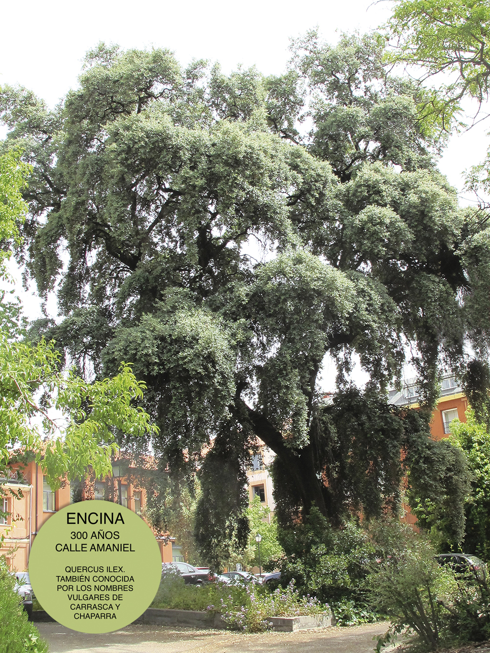 Encina amaniel MARCA - Cinco árboles singulares de Madrid que tienes que conocer
