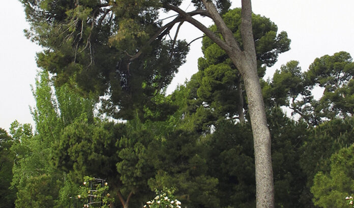 arboles SLIDEok