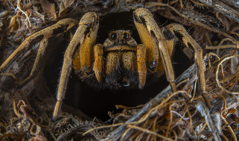La naturaleza en primer plano. Exposición de fotografía