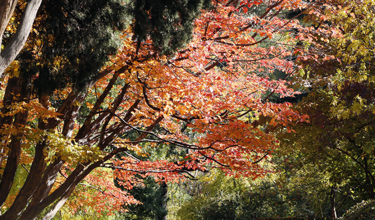 Un paseo en 15 fotos por el Jardín Botánico de Madrid