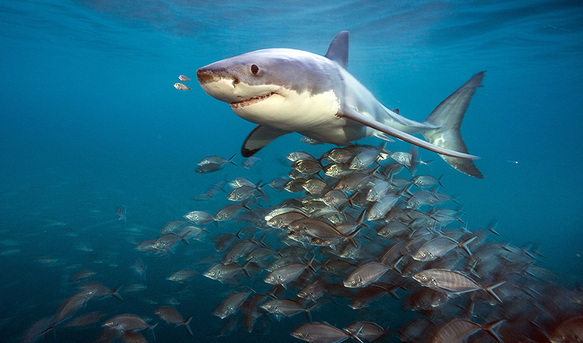 Las fotos de tiburones de Brian Skerry se exponen en Gran Vía