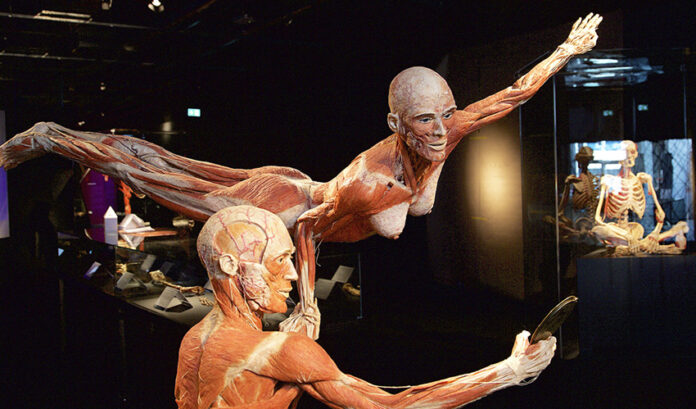 planes madrid exposicion Body Worlds. El Ritmo de la Vida