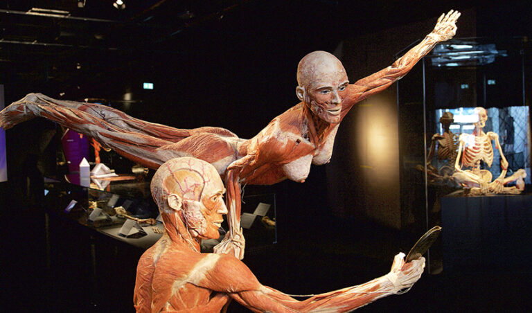 planes madrid exposicion Body Worlds. El Ritmo de la Vida