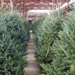 El Ayuntamiento comienza la campaña de recogida de árboles de Navidad