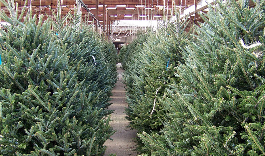 El Ayuntamiento comienza la campaña de recogida de árboles de Navidad