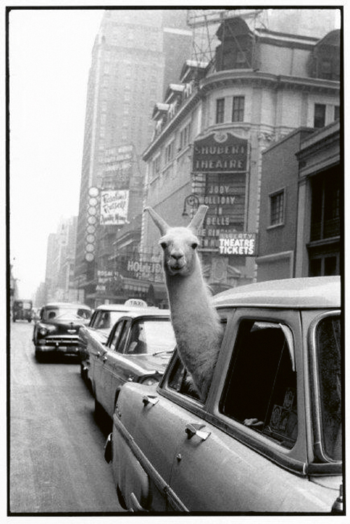 Una Llama en Times Square © Inge Morath. Magnum 