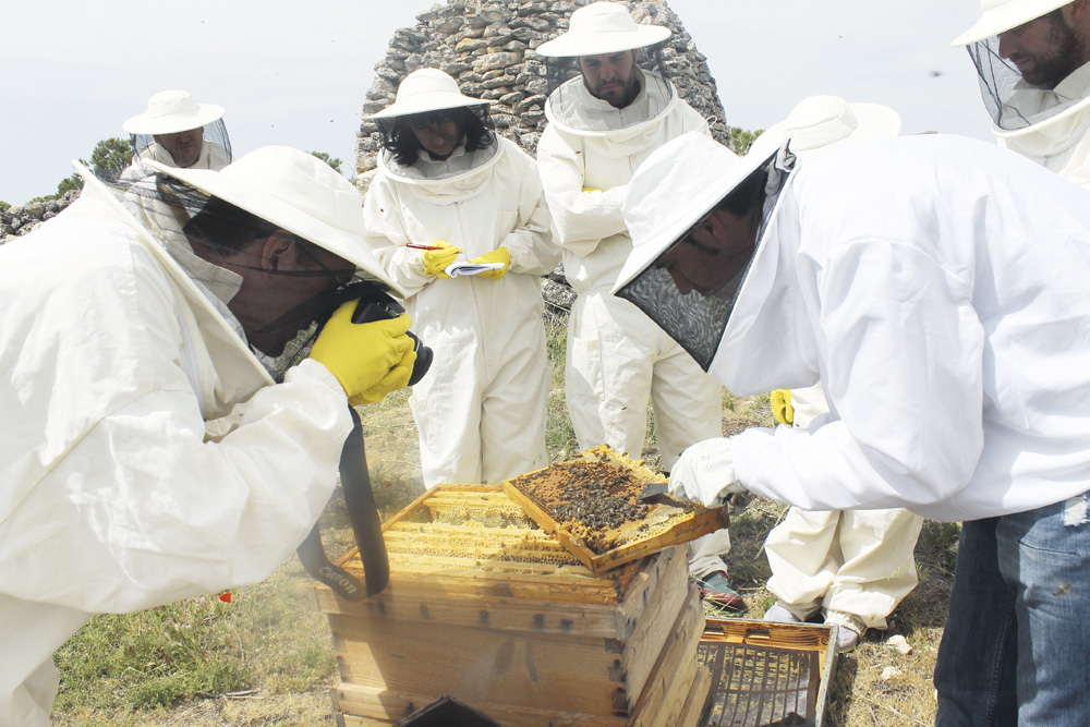  Las granjas de apicultura pueden ser visitadas por los turistas.