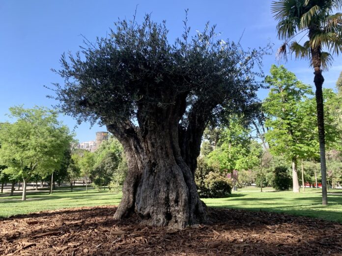 Olivo El Retiro