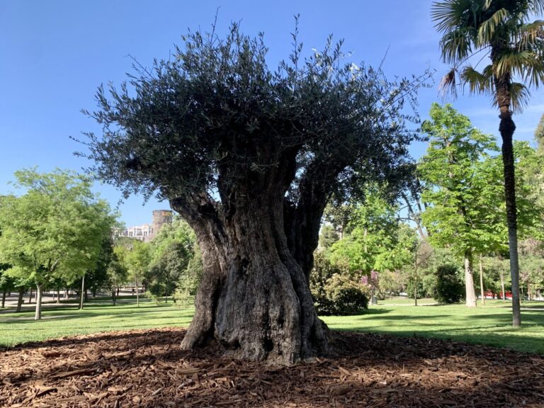 Olivo El Retiro