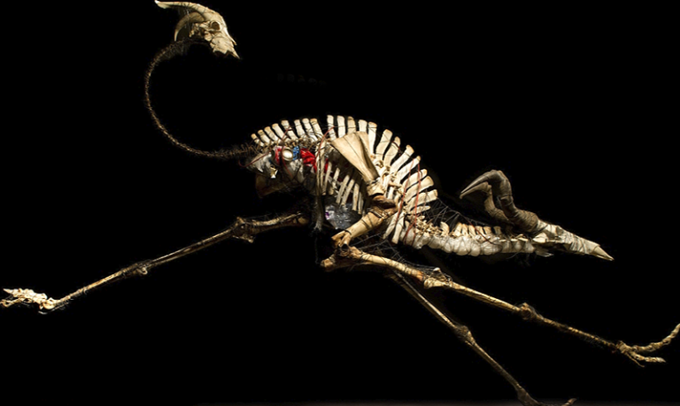 Exposición Especies mensajeras