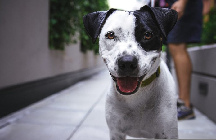 residencias caninas en Madrid